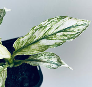 Spathiphyllum floribundum - Sensation Variegata