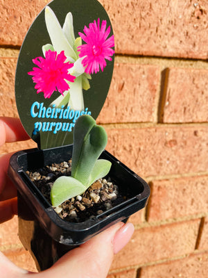 Cheiridopsis purpurea