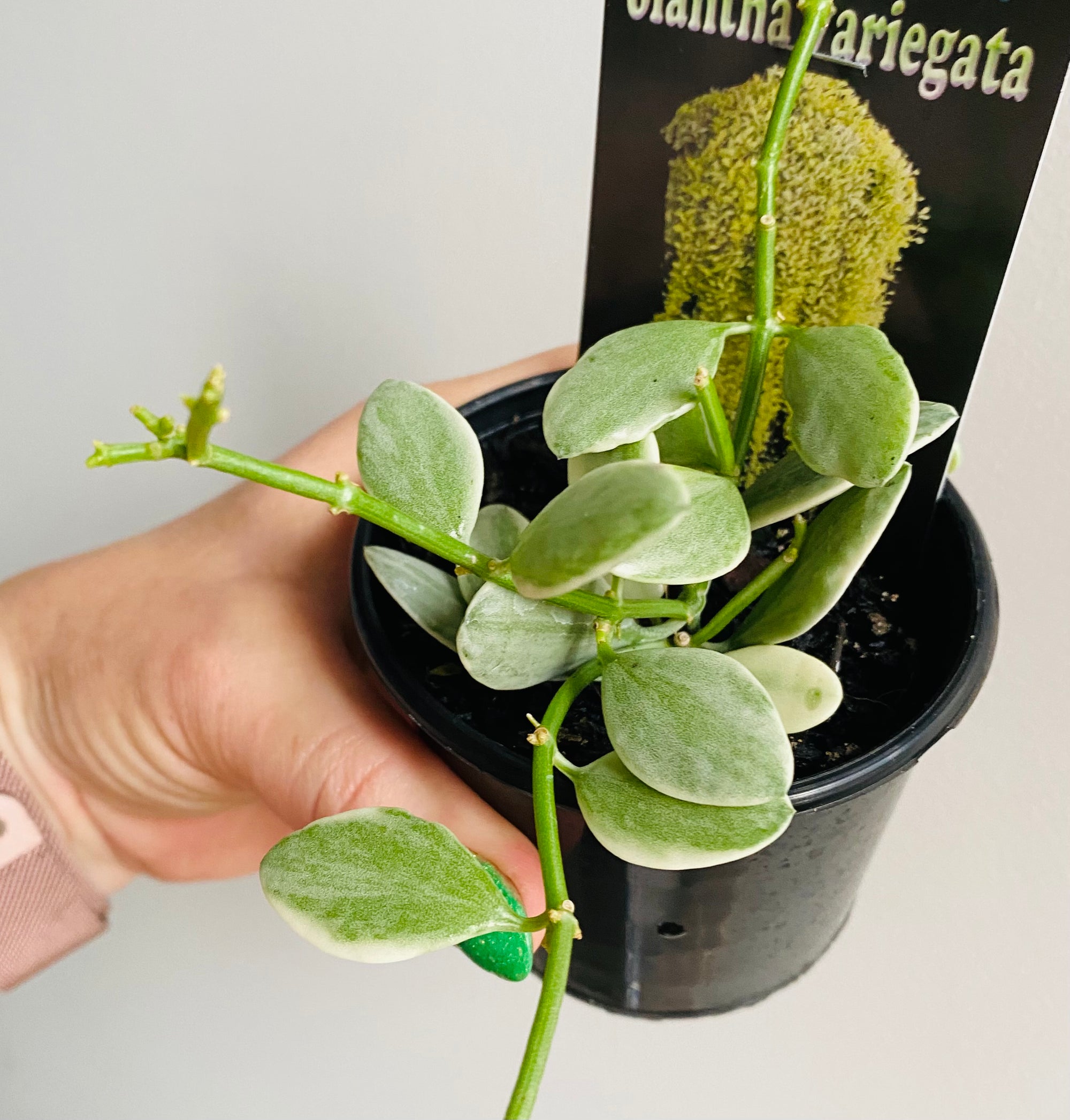 Dischidia oiantha variegata
