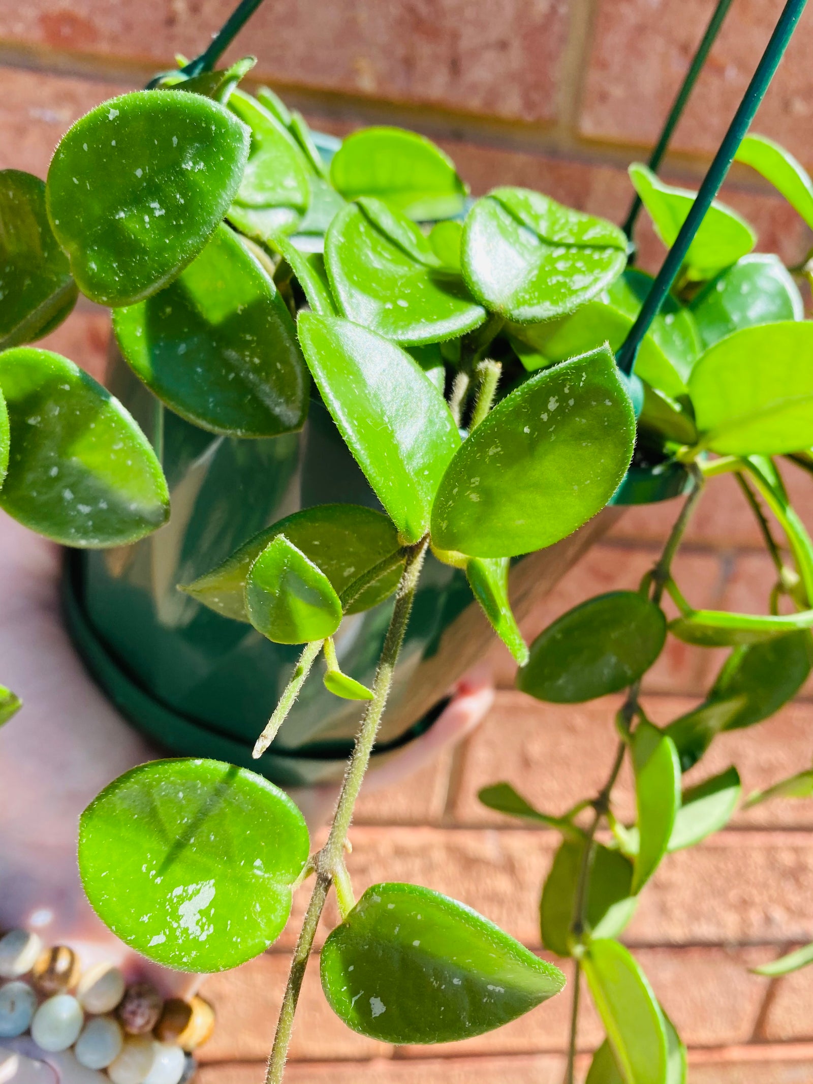 Hoya - cv. Mathilde Collection No. 134