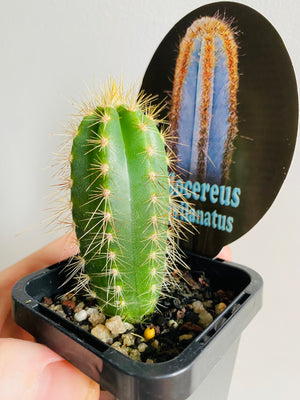 Pilocereus fulvilanatus