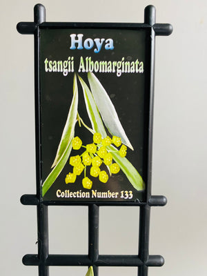 Hoya - Tsangii Albomarginata Collection No. 133