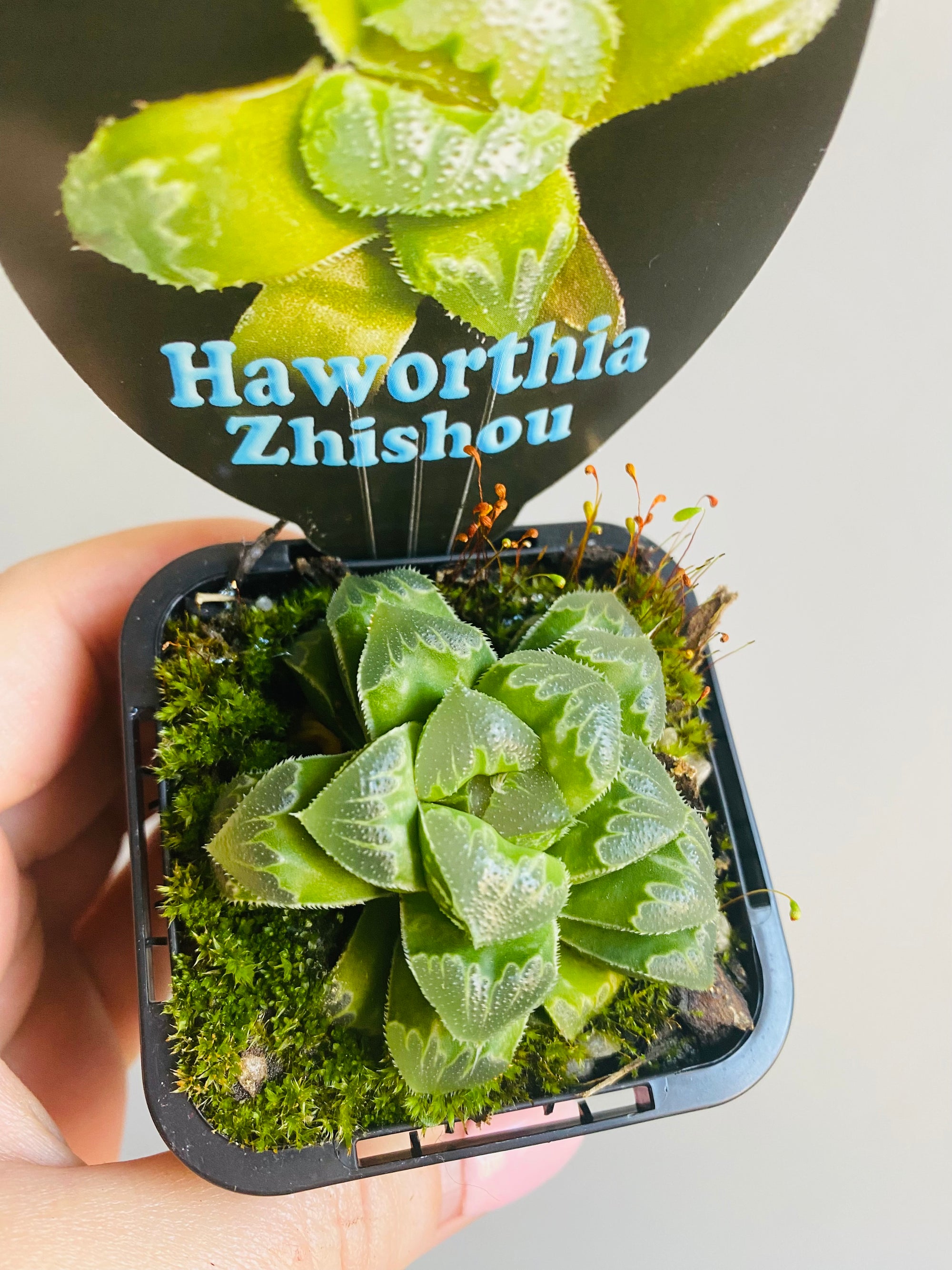 Haworthia cv. 'Zhishou'