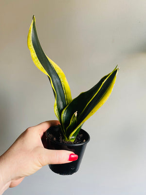 Sansevieria trifasciata - Black Gold