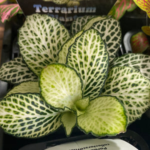 Fittonia - White Anne