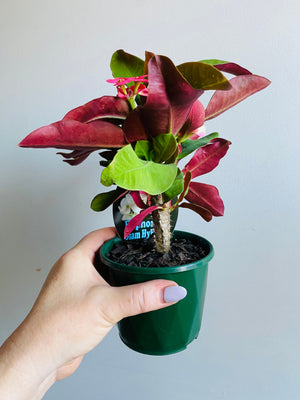 Euphorbia Siam Hybrid (NOID)