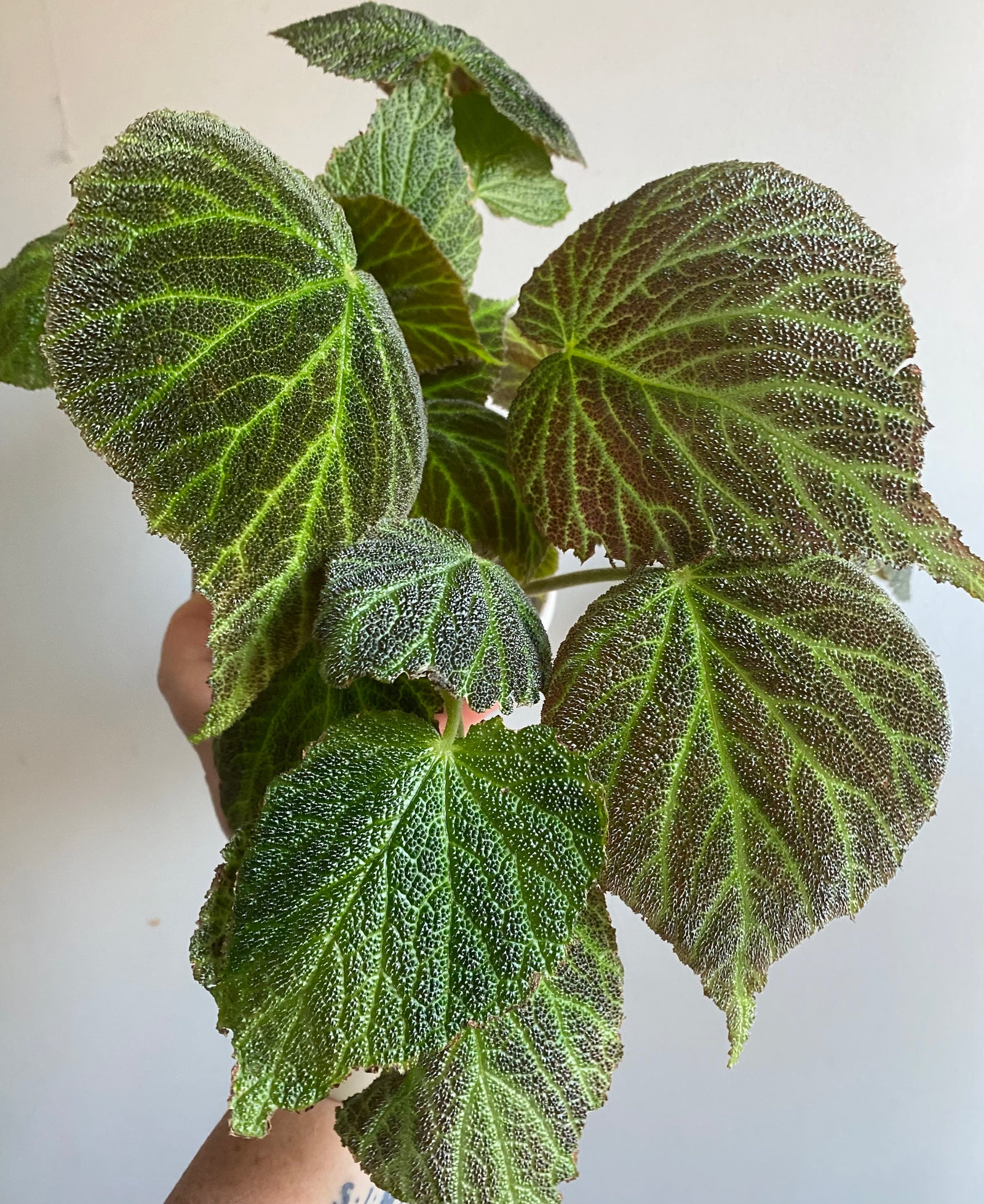 Begonia chloroneura