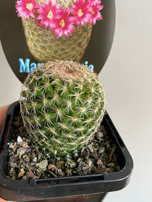 Mammillaria matudae