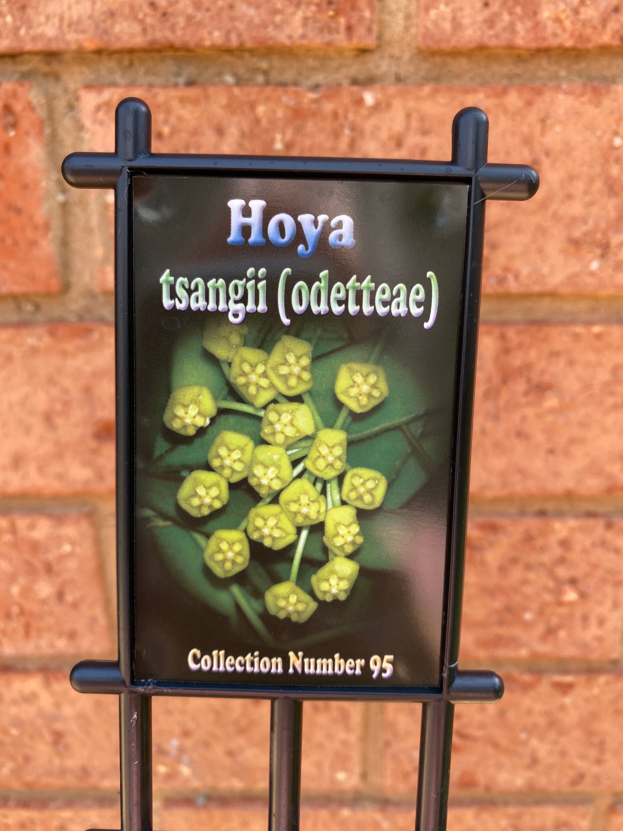 Hoya - Tsangii Odetteae Collection No. 95