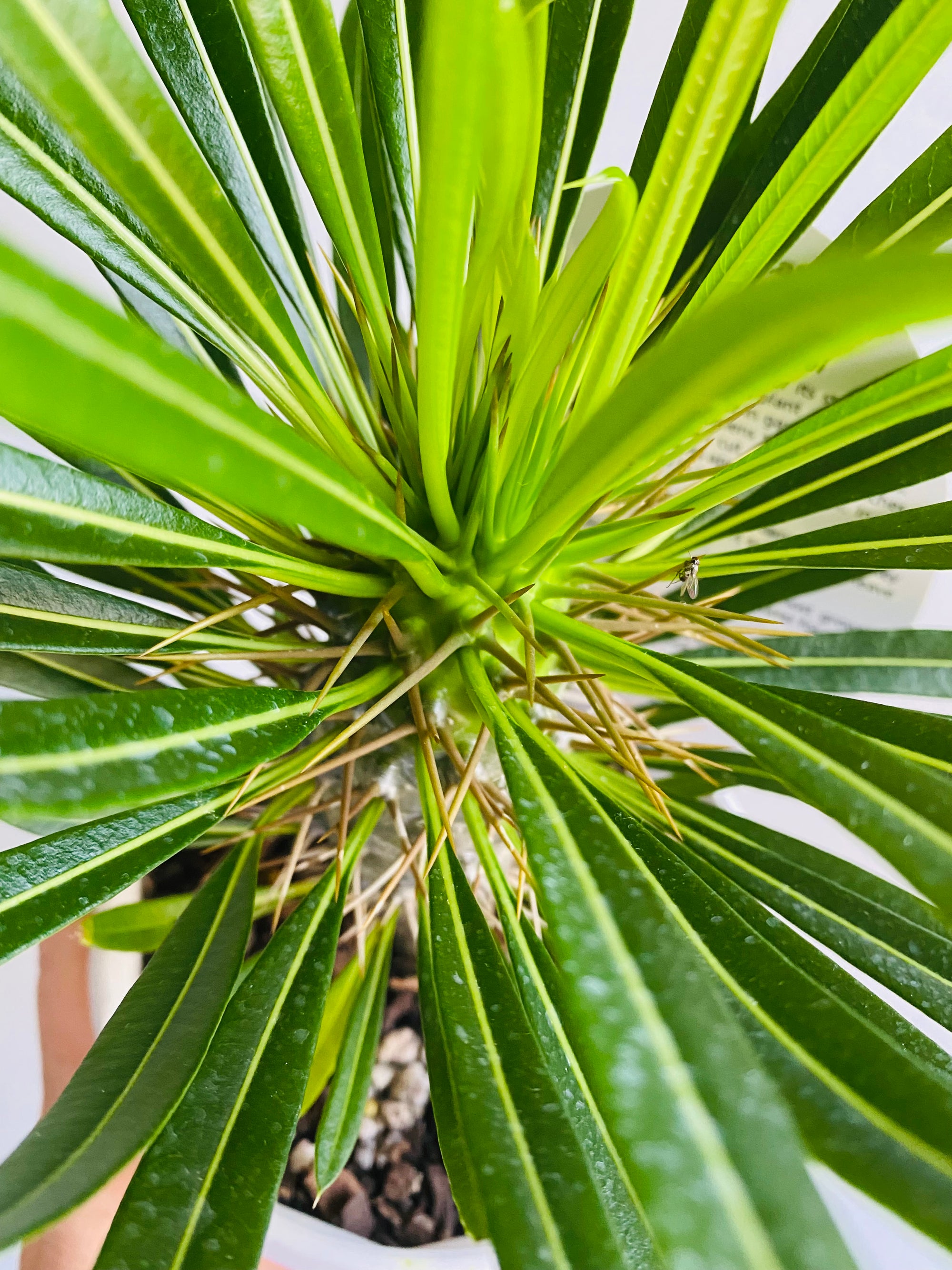 Pachypodium lamerei 'Madagascar Palm'