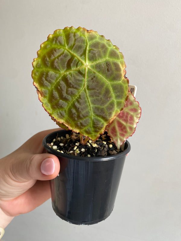 Begonia goegoensis My Jungle Shack