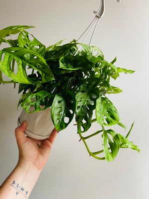 Monstera adansonii mini ‘Monkey Mask