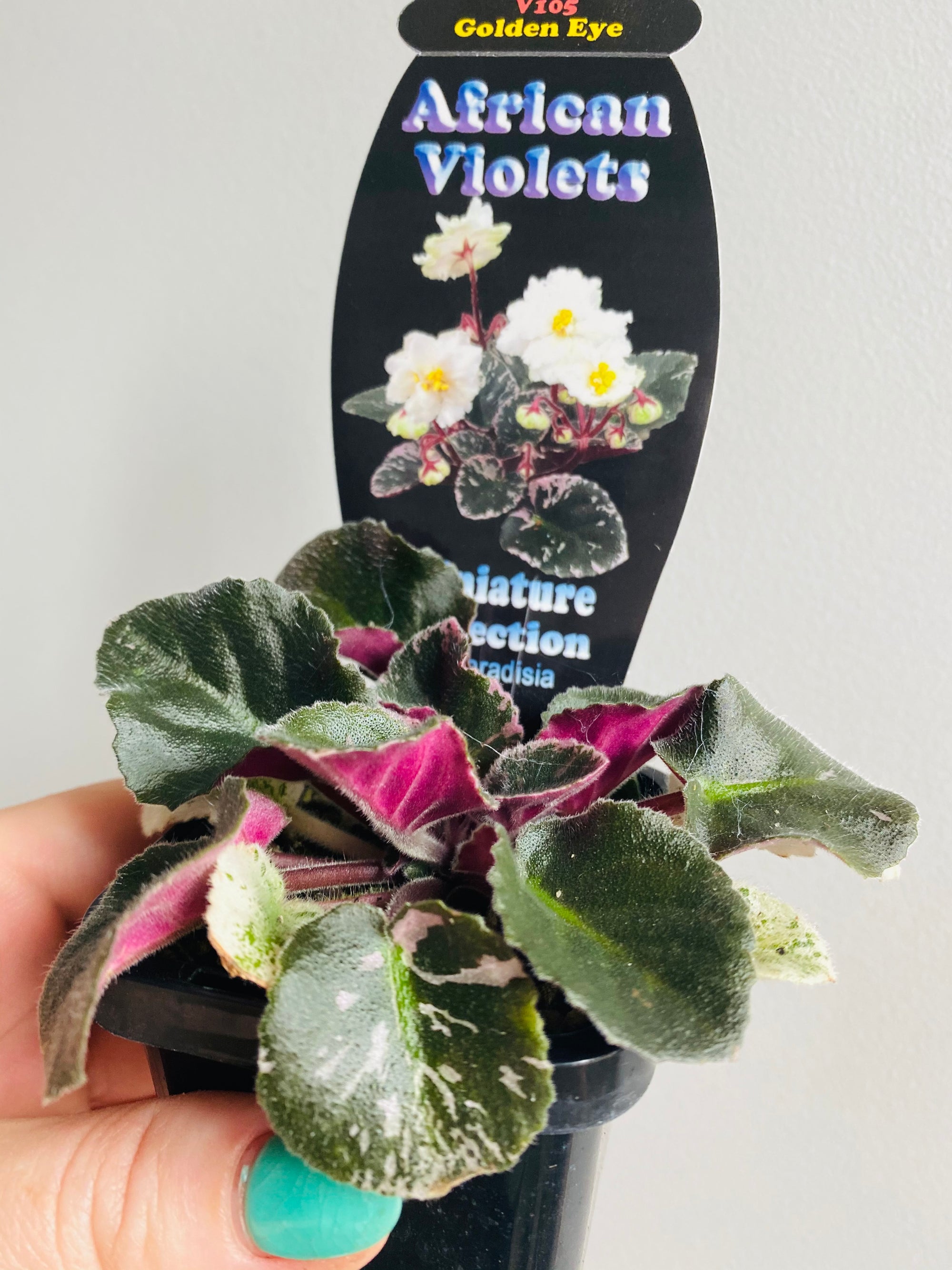 African Violet - Golden Eye