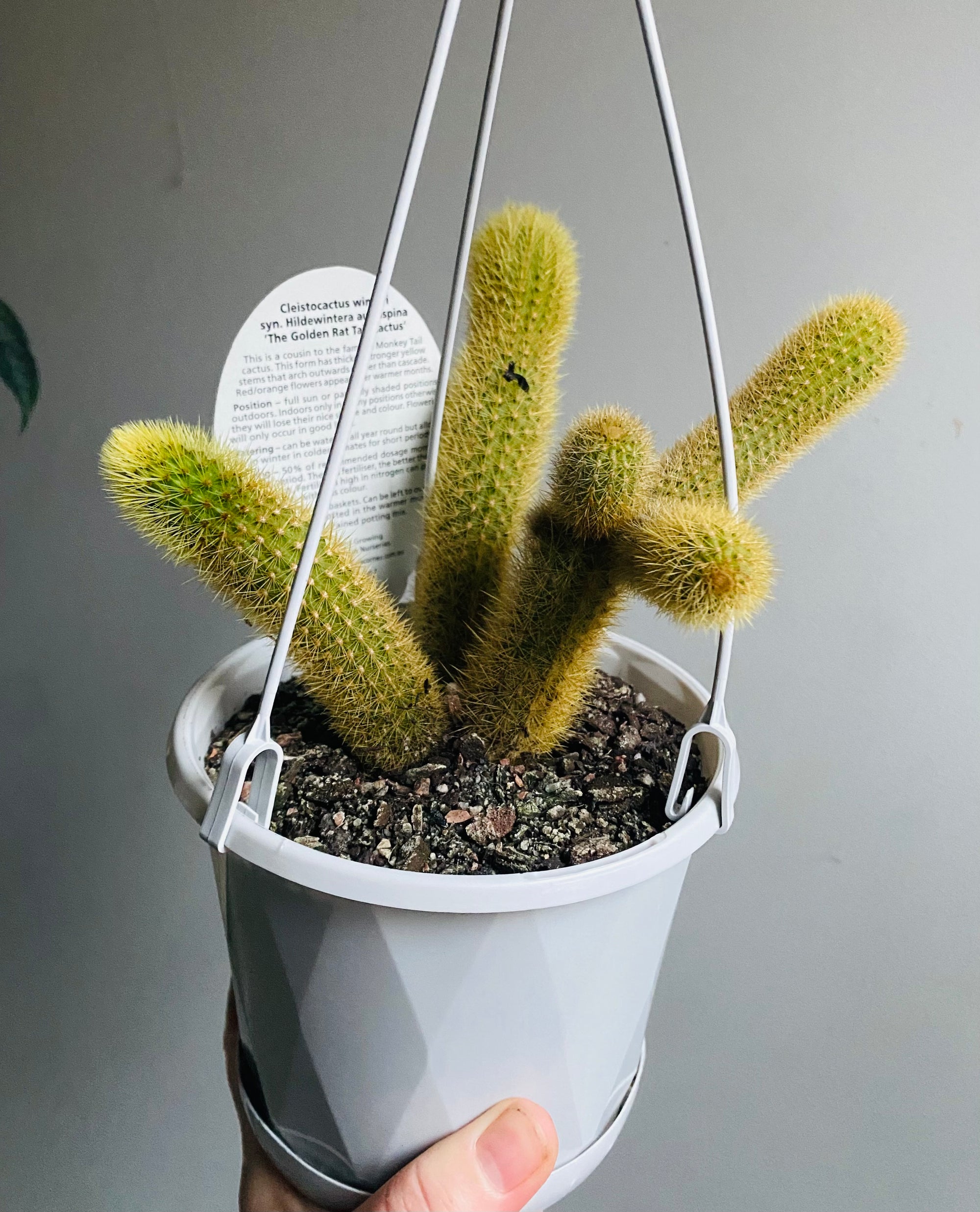 Cleistocactus winteri  - Golden Rat Tail Cactus