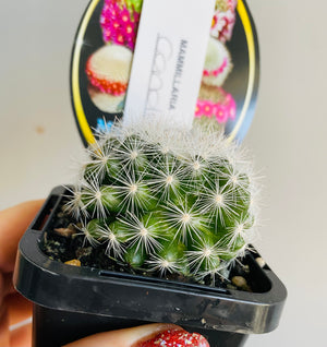 Mammillaria candida - The Snowball Cactus