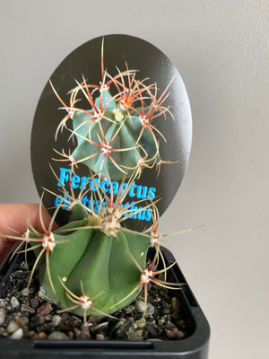 Ferocactus electracanthus aka histrix