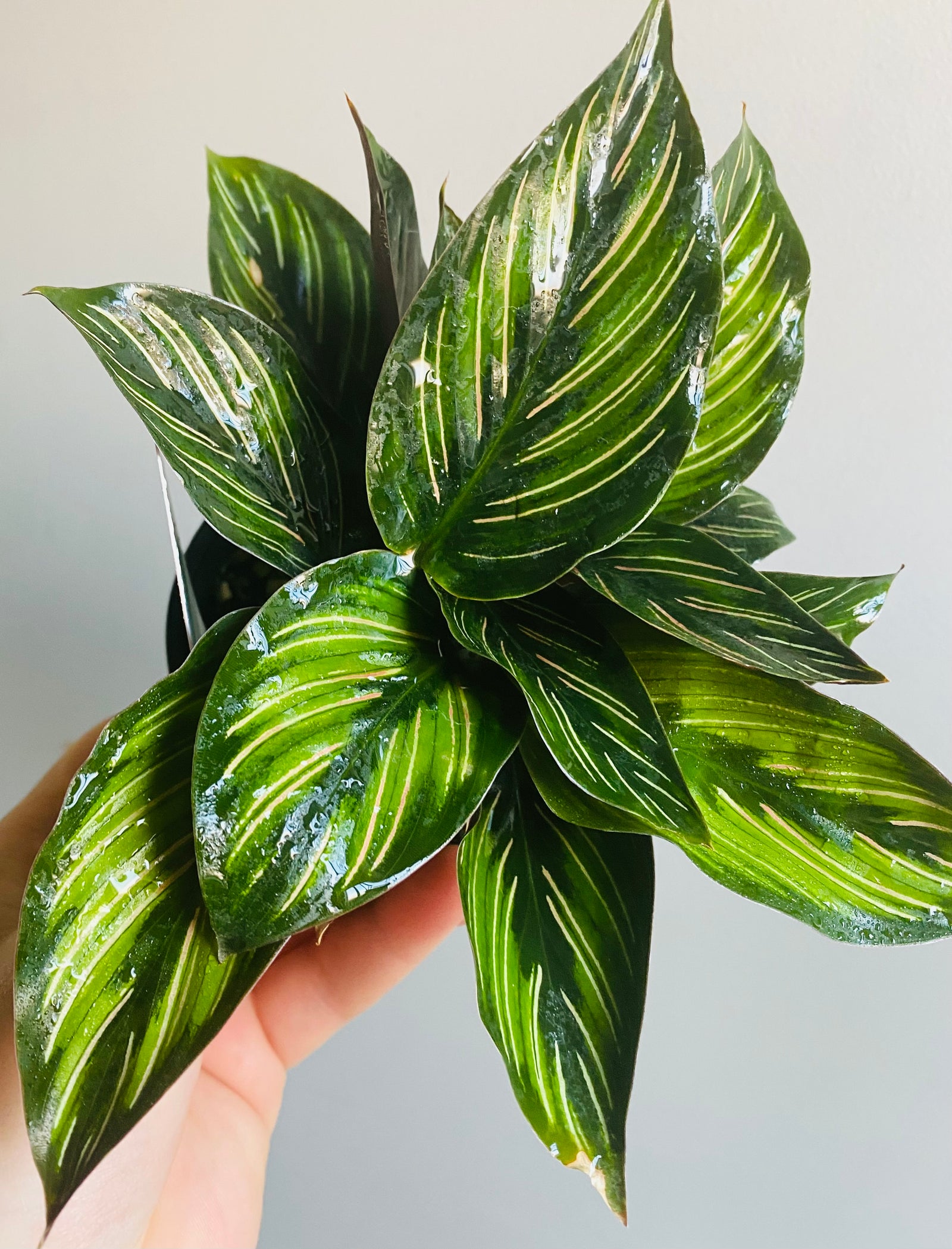 Calathea - Beauty Star