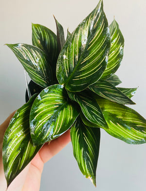Calathea - Beauty Star