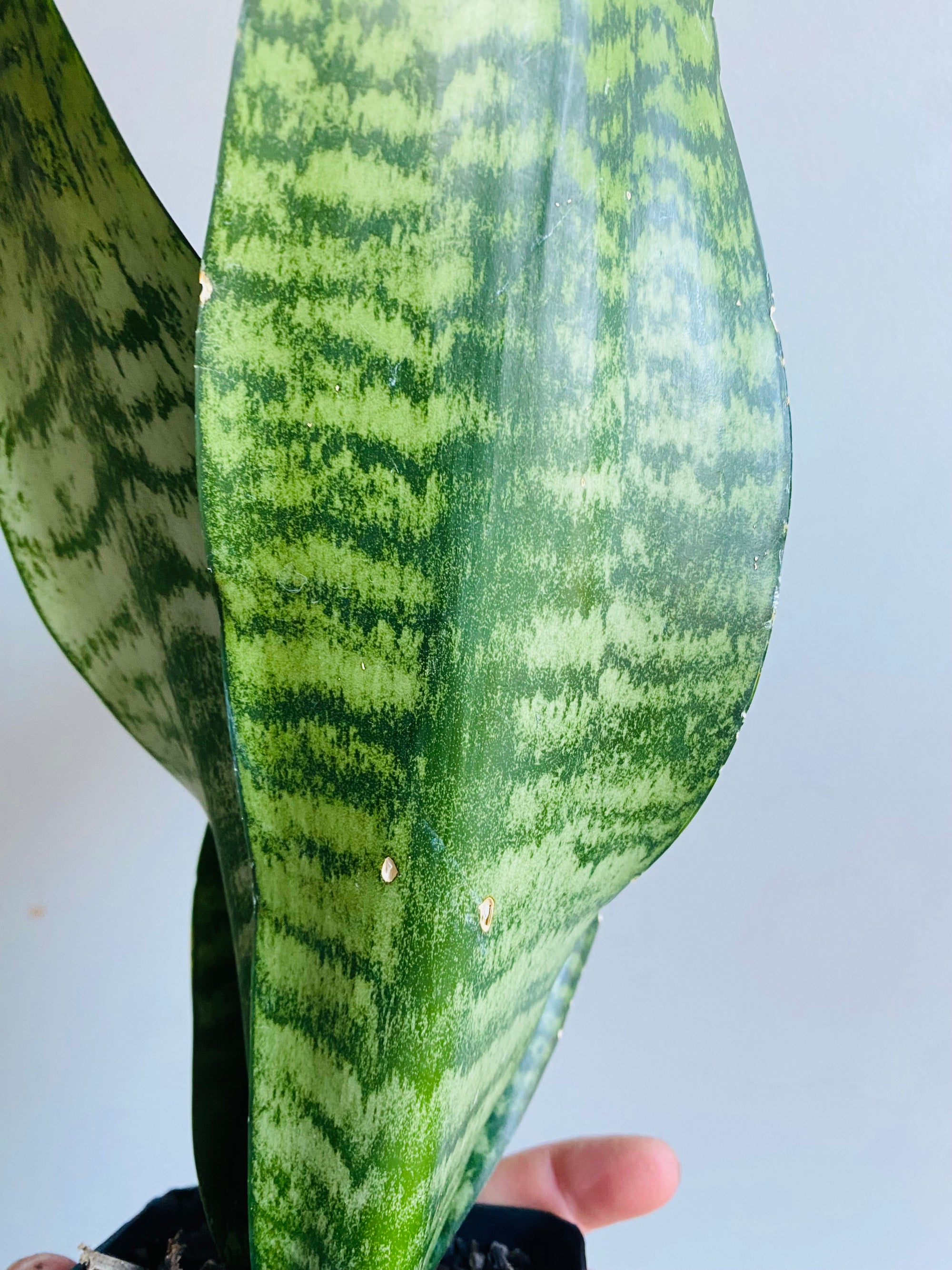 Sansevieria trifasciata hybrid