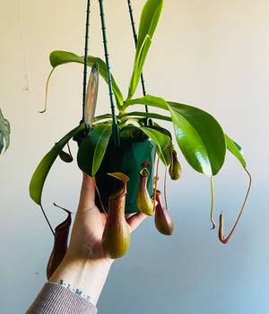 Nepenthes 'Alata' - Pitcher Plant