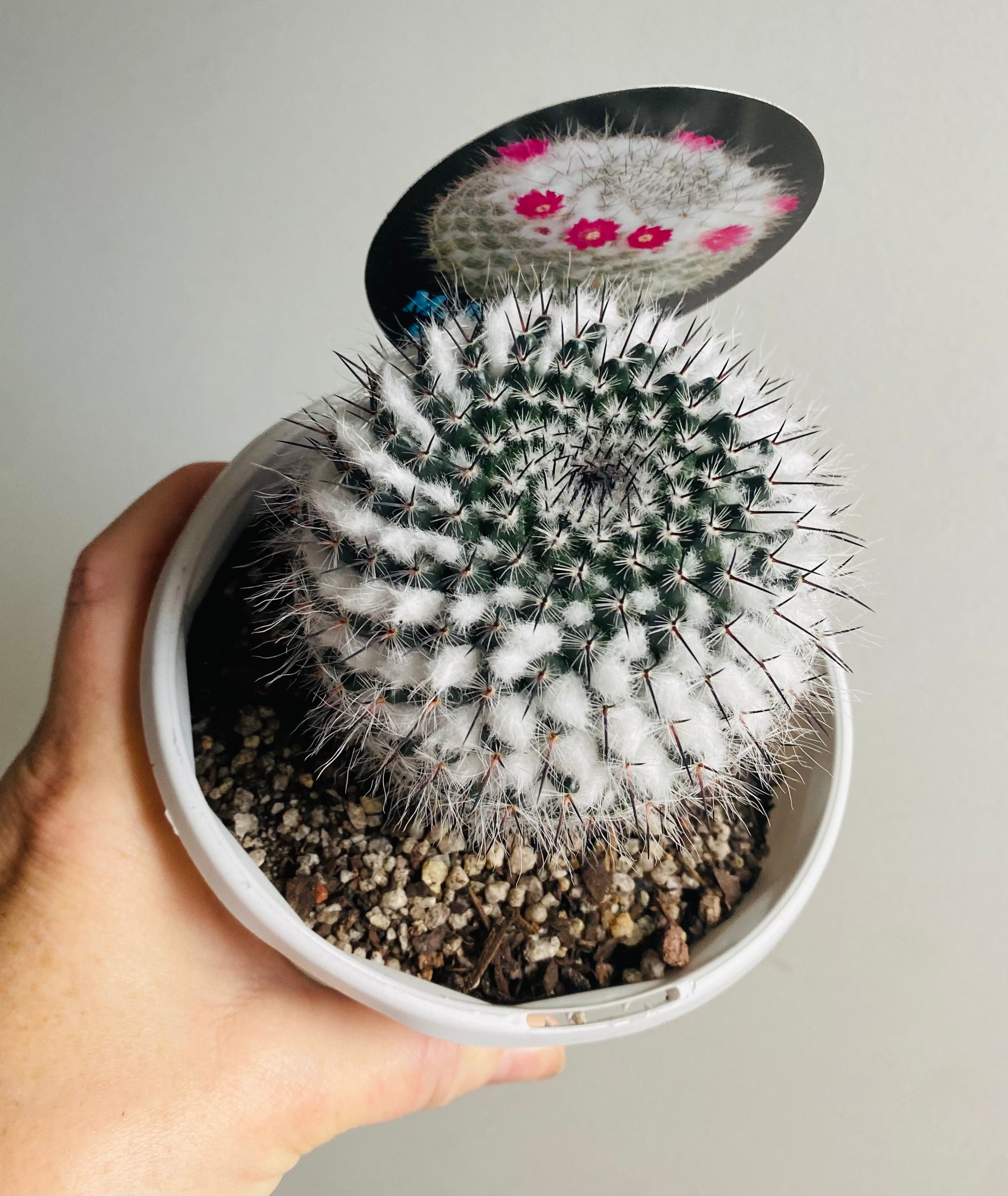 Mammillaria hahniana ssp woodsii