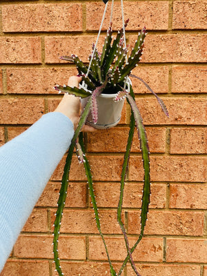 Rhipsalis Lepismium Cruciforme - Mistletoe Cactus Collection No. 07