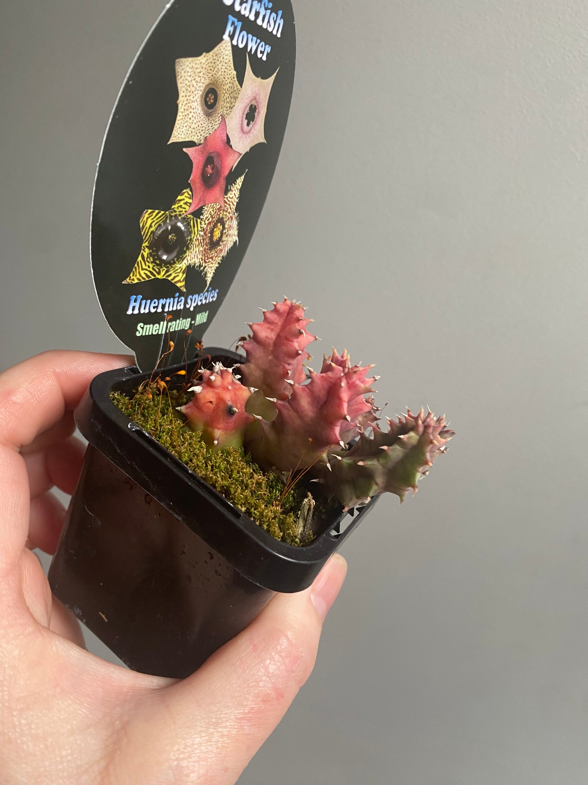 Huernia (NOID) - Starfish Flower Collection (A)