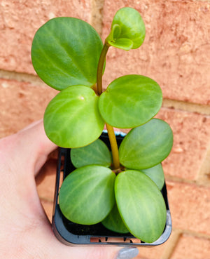 Peperomia Hope (deppeana x quadrifolia)