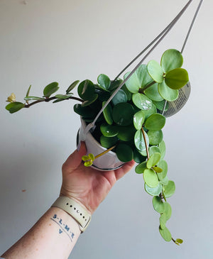 Peperomia Hope (deppeana x quadrifolia)