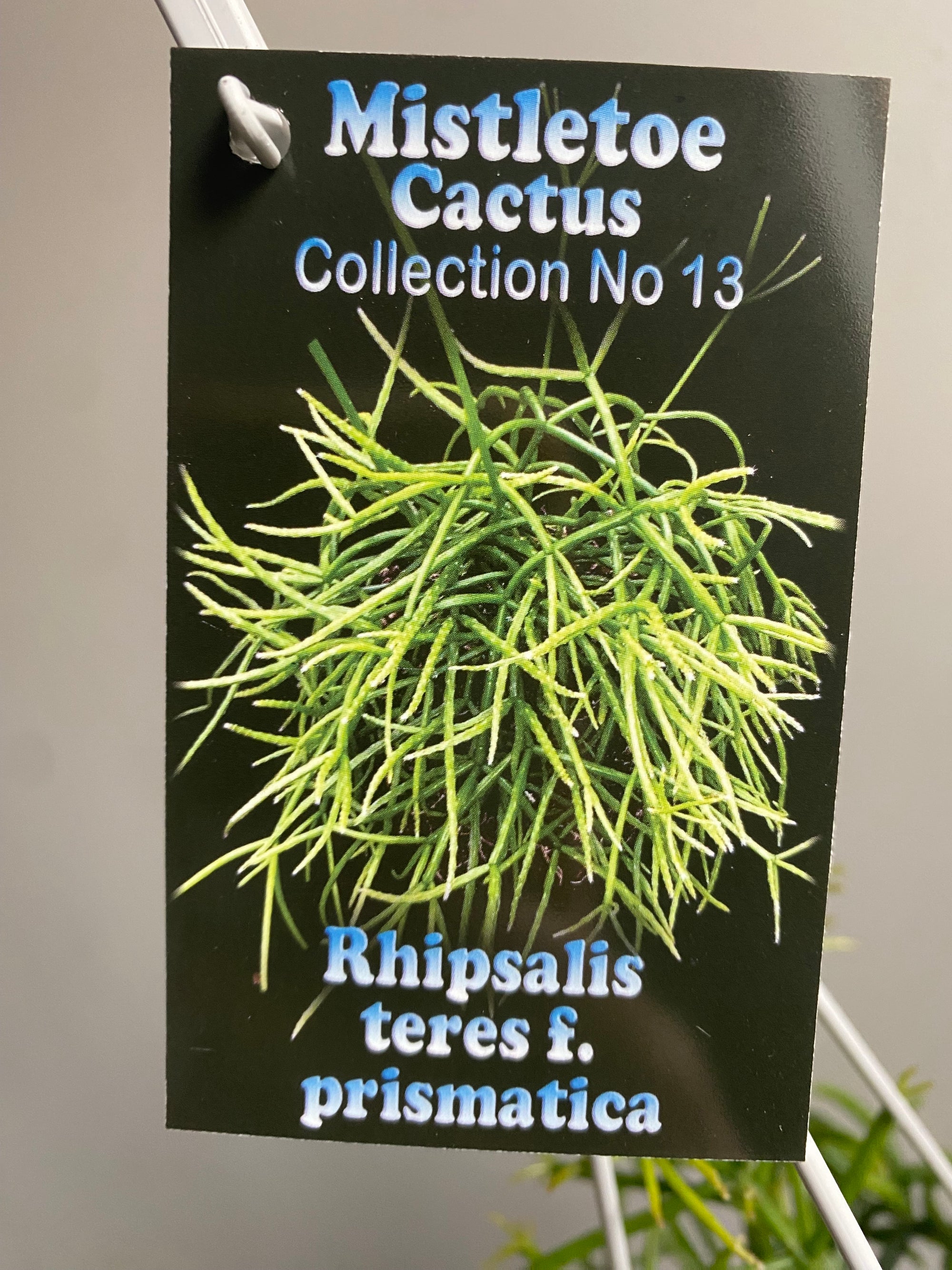 Rhipsalis teres f. Prismatica - Mistletoe Cactus Collection No. 13