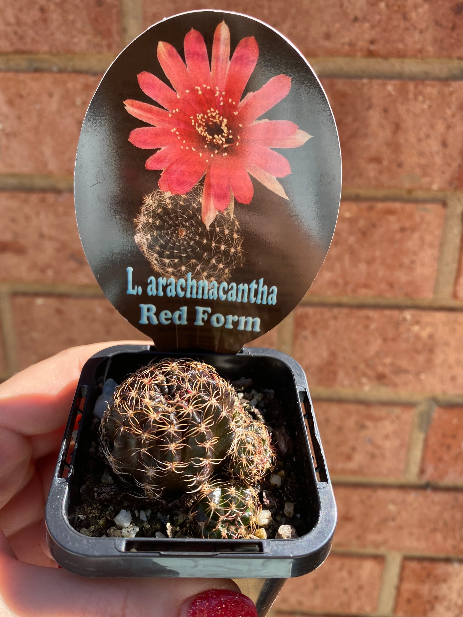 Lobivia arachnacantha (Red Form)