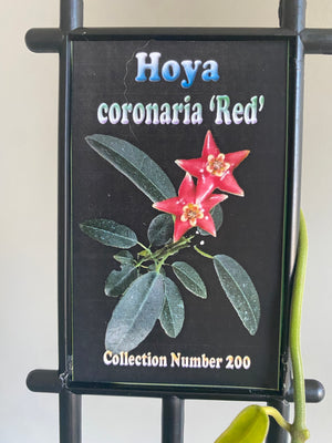 Hoya - Coronaria ‘Red’ Collection No. 200