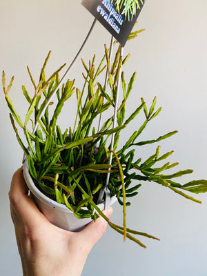 Rhipsalis Ewaldiana - Mistletoe Cactus Collection No. 12