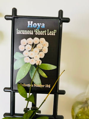 Hoya - Lacunosa ‘short leaf’ Collection No. 165