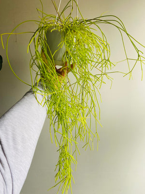 Rhipsalis Campos Portoana - Mistletoe Cactus Collection No. 35