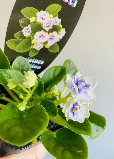 African Violet - China Doll White