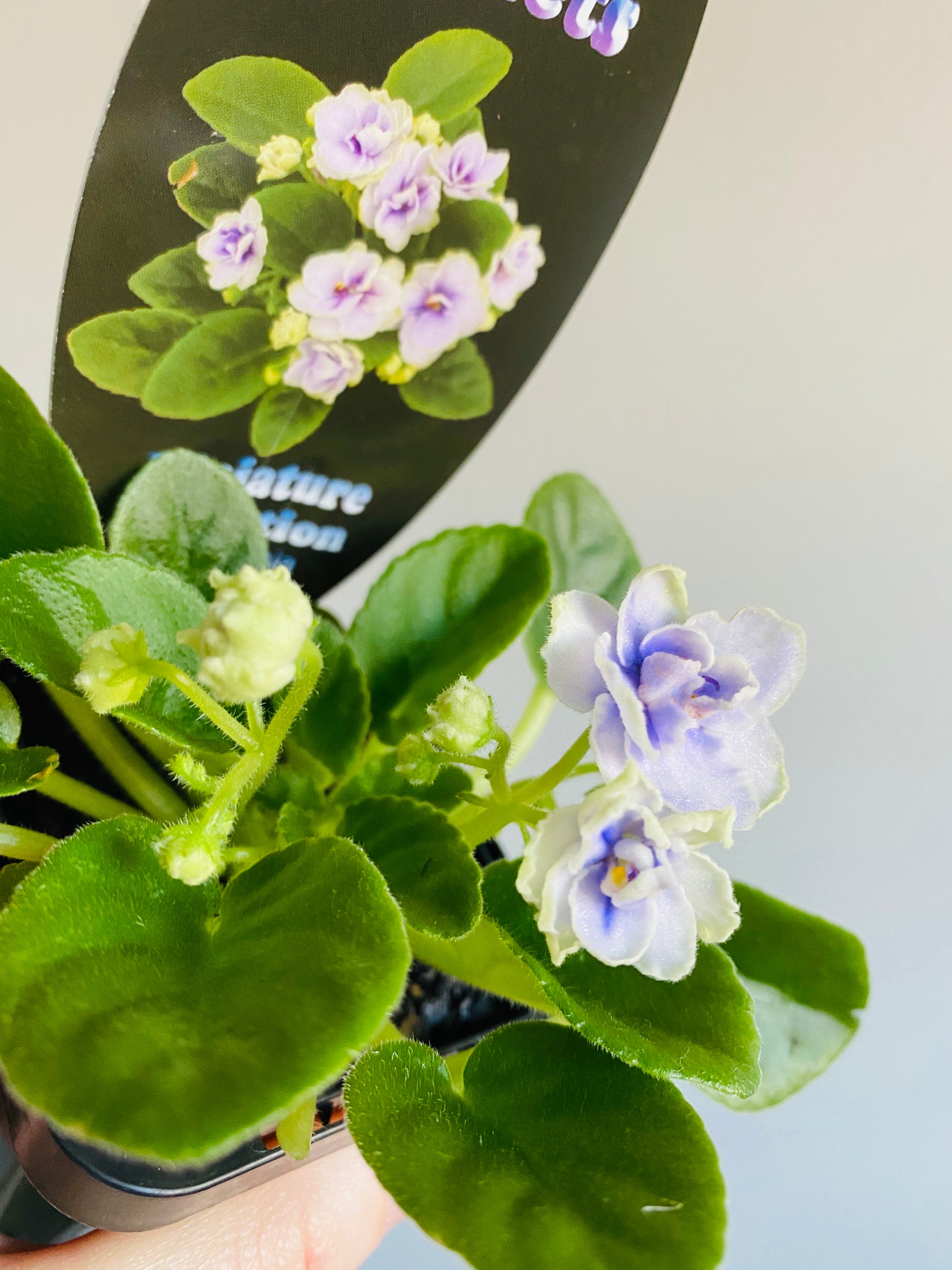 African Violet - China Doll White