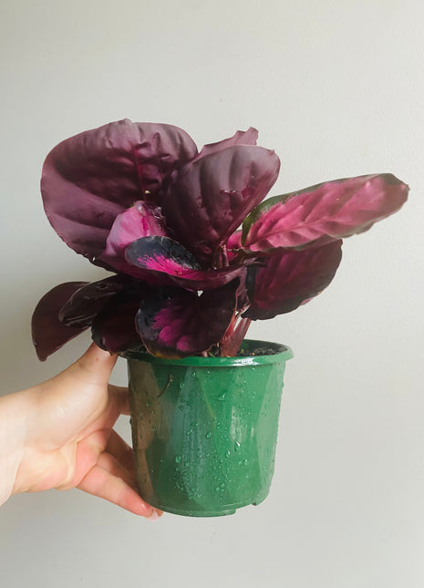 Calathea - Rosey