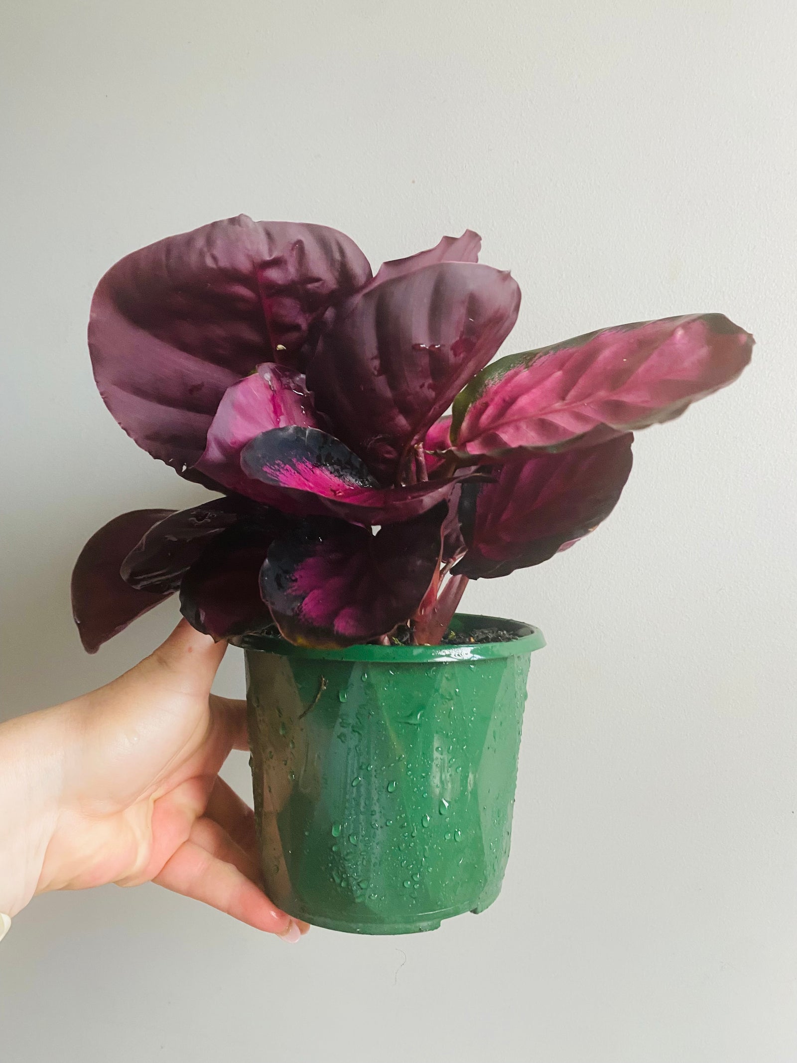 Calathea - Rosey
