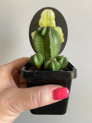 Euphorbia polygona var. anoplia