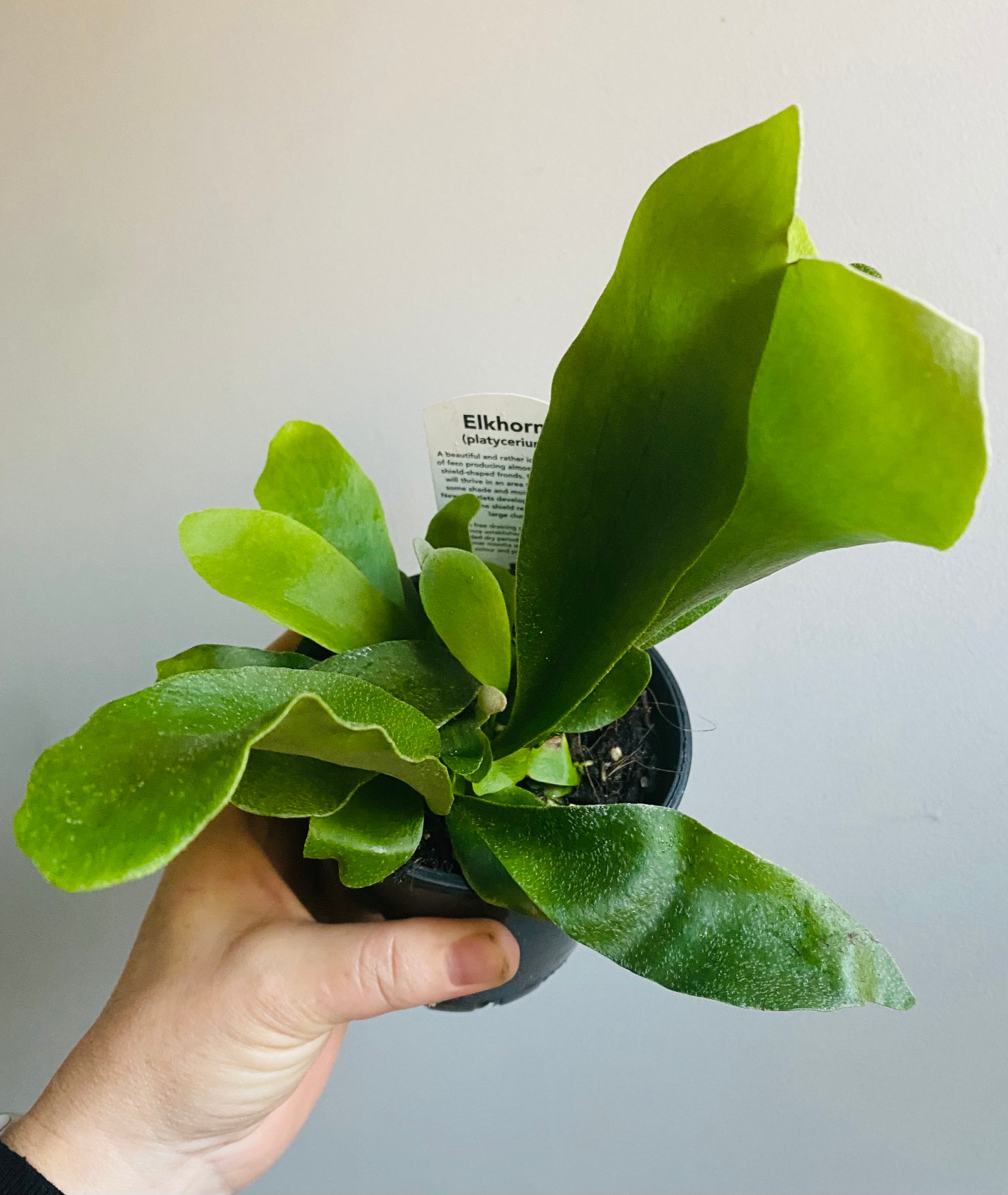 Platycerium bifurcatum 'Netherlands' - Elkhorn Fern