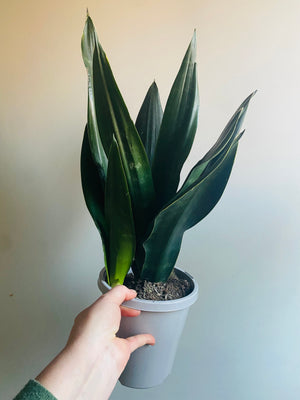 Sansevieria - Black Diamond