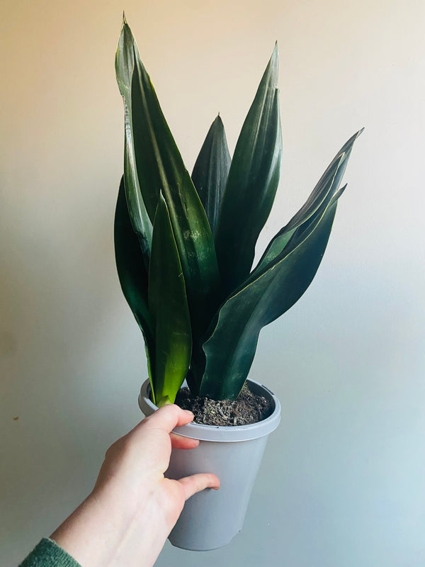 Sansevieria - Black Diamond - My Jungle Shack