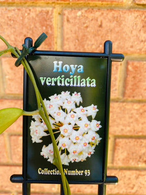 Hoya - Verticillata Collection No. 93