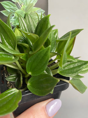 Peperomia - Paradisian 'Jade'