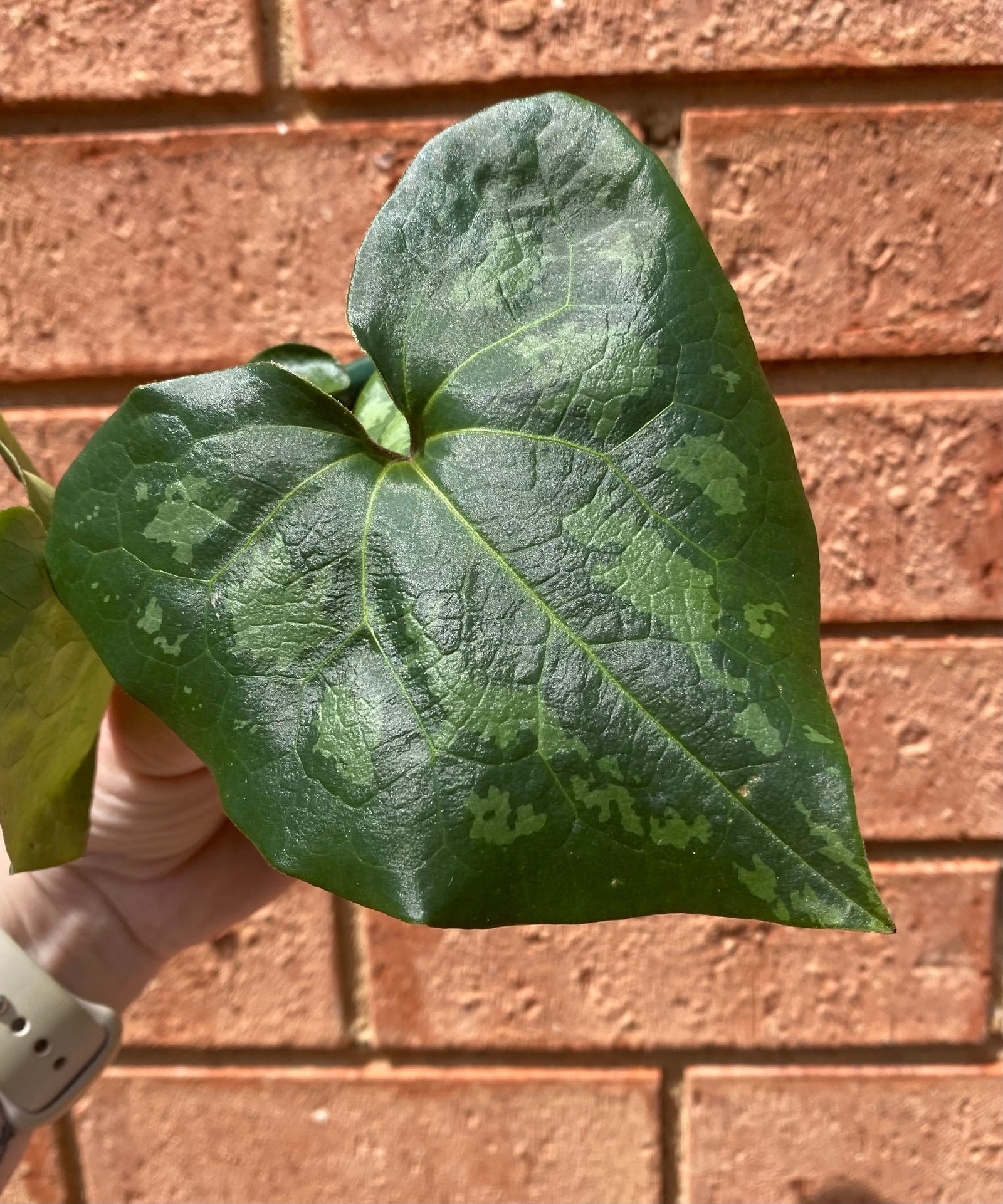 Asarum maximum - Panda Face Ginger