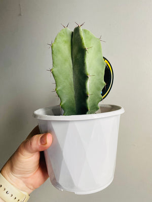 Stenocereus pruinosa - Grey Organ Pipe Cactus