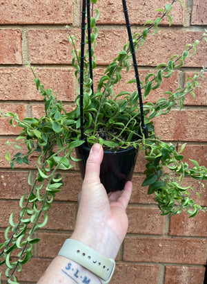 Curly Lipstick Plant (Rasta) - Aeschynanthus radicans