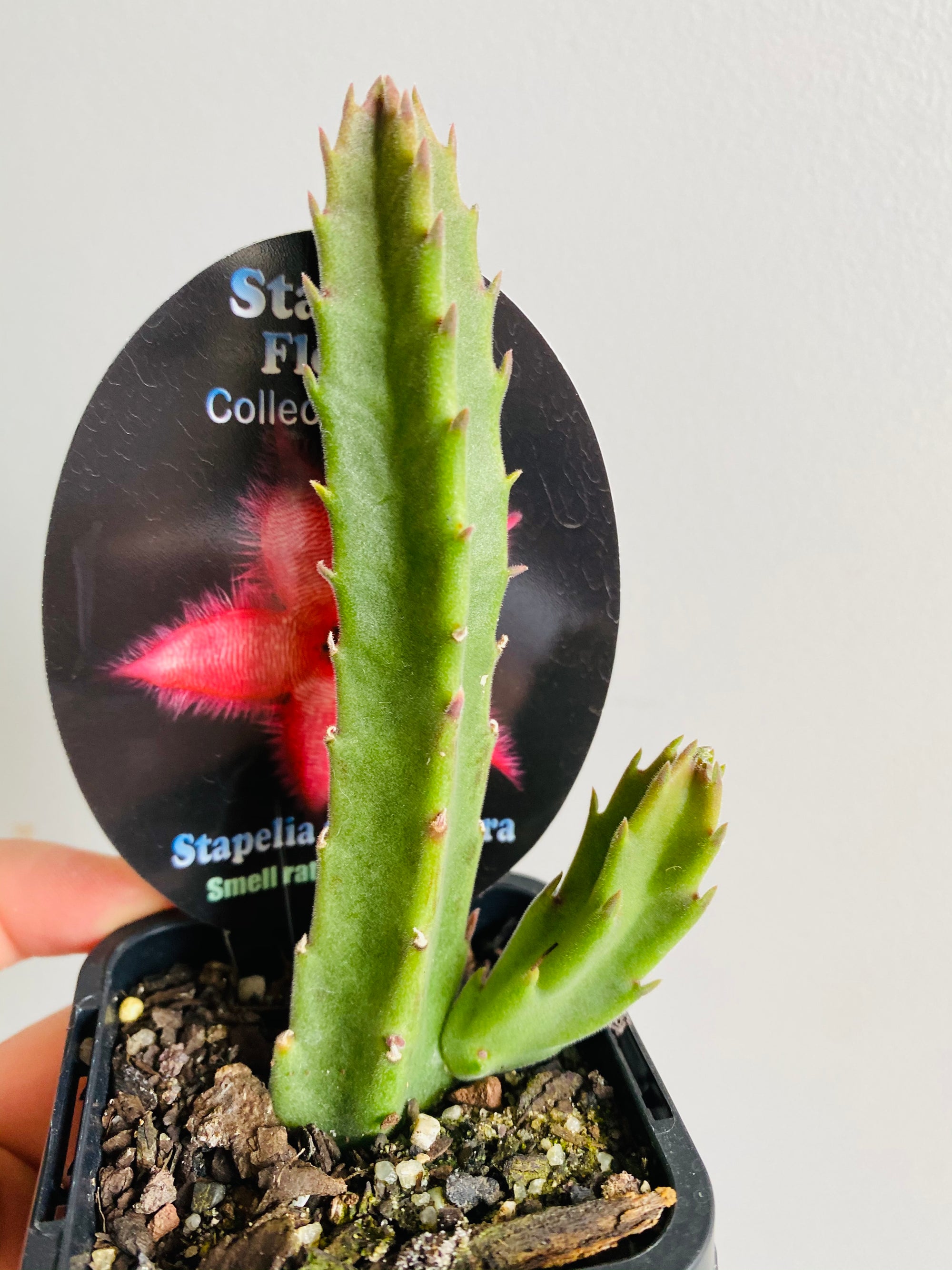 Stapelia grandiflora - Starfish Flower Collection No. 82