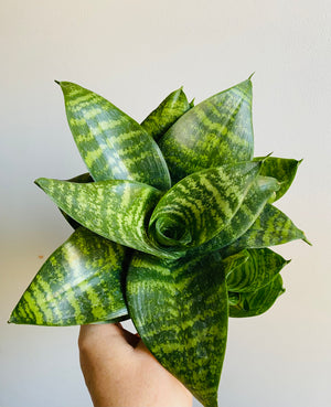 Sansevieria trifasciata - Green Hahnii